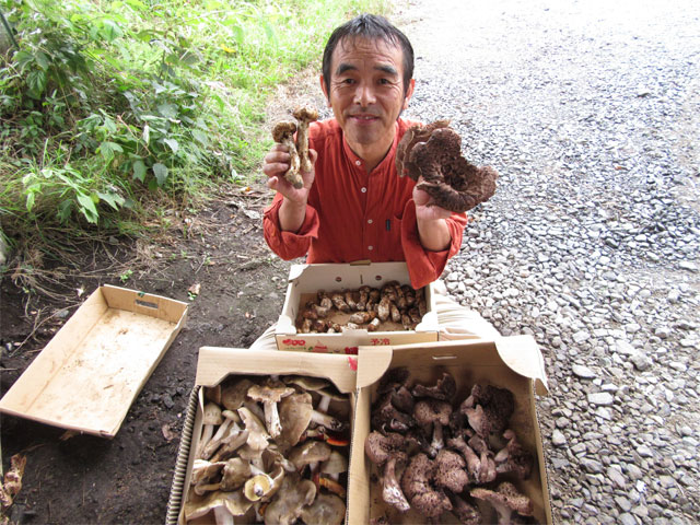 八ヶ岳蓼科高原のきのこ採り 松茸 クリタケ シメジ 他 茅野市 原村