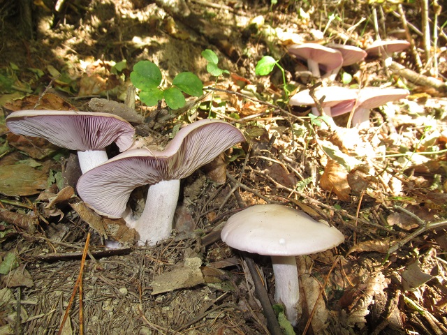 八ヶ岳蓼科高原のきのこ採り 松茸 クリタケ シメジ 他 茅野市 原村